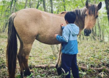 bài học từ loài ngựa
