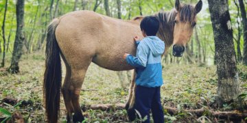 bài học từ loài ngựa